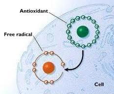 Molecole Antiossidanti