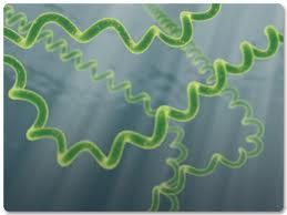 Spirulina