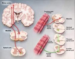 Convulsioni Epilessia