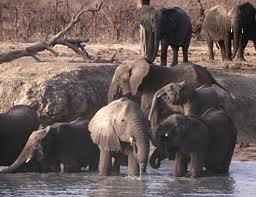 Elefanti In Acqua