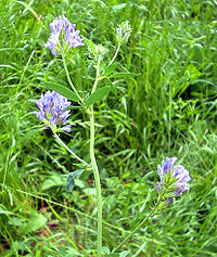 Erba Medicago Sativa