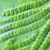 Spirulina