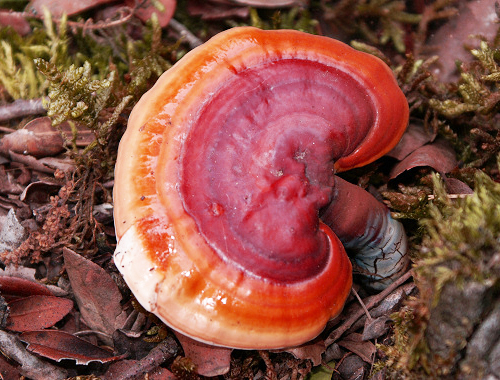 Ganoderma Benefici