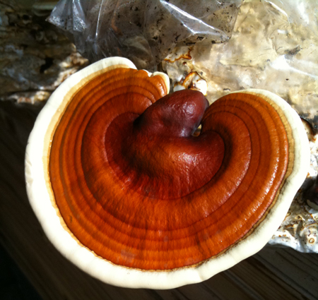 Ganoderma Fungo1