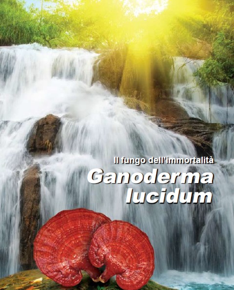 Ganoderma Lucidum