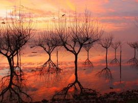 Alberi Su Fondo Rosso