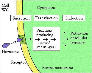 Citoplasma