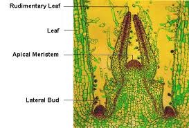 Meristemi Forma