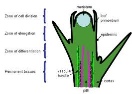 Zone Meristemi