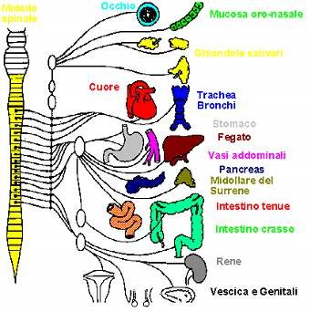 Corpo Interno