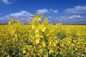 Fiori Di Colza