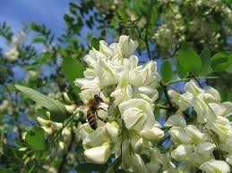 Miele Di Acacia